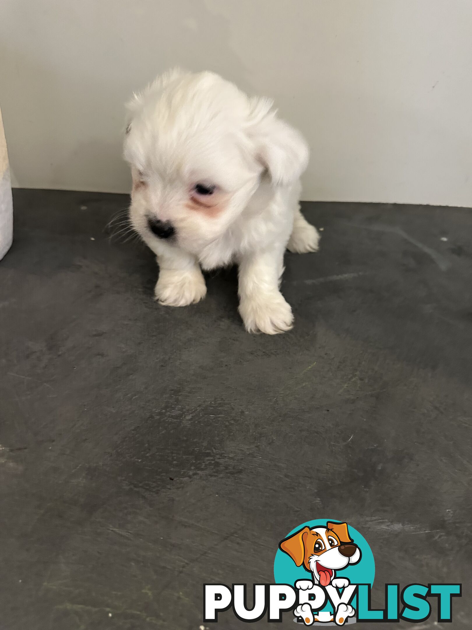 Maltese Shihtzu Puppies