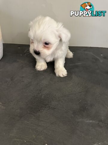 Maltese Shihtzu Puppies