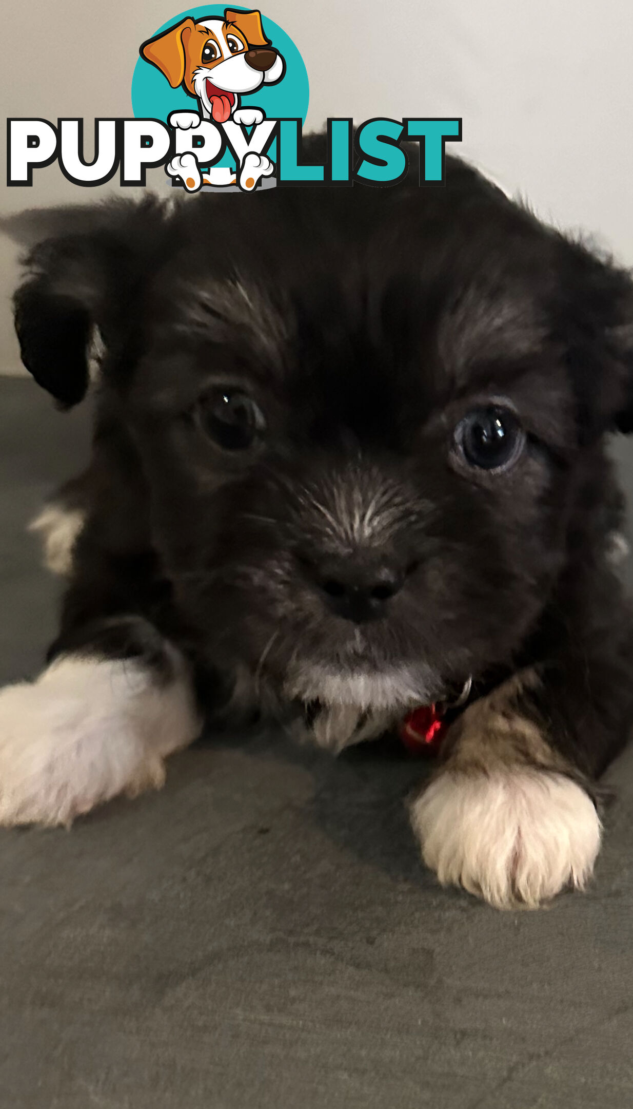 Maltese Shihtzu Puppies