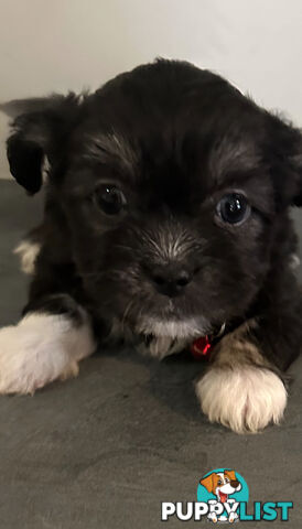 Maltese Shihtzu Puppies