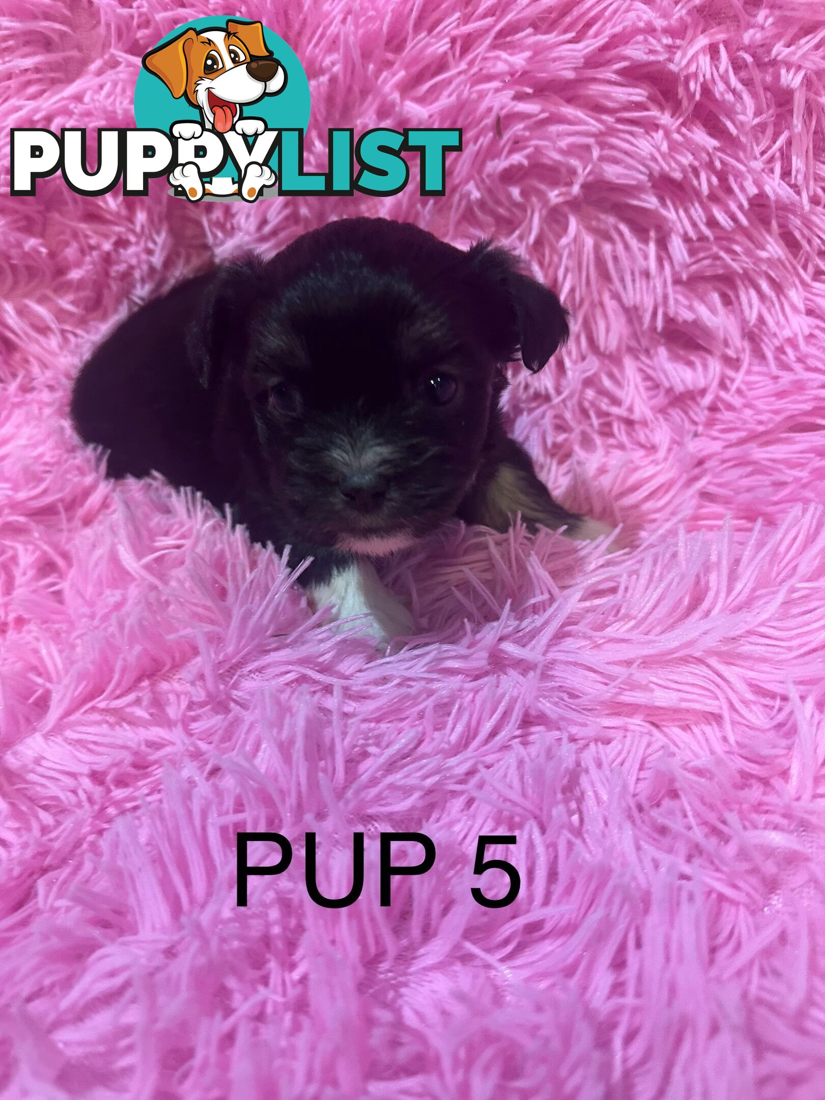 Beautiful Maltese Shihtzu Puppies
