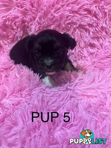 Beautiful Maltese Shihtzu Puppies