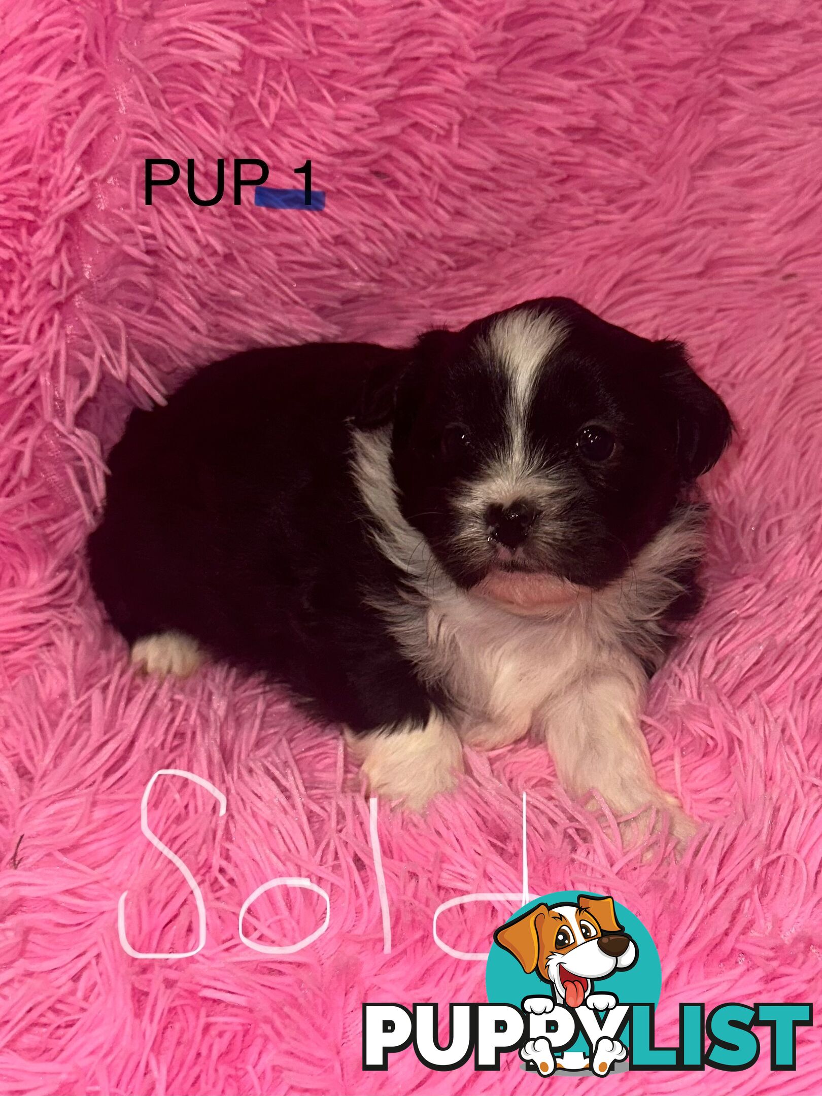 Beautiful Maltese Shihtzu Puppies