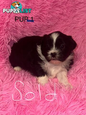 Beautiful Maltese Shihtzu Puppies