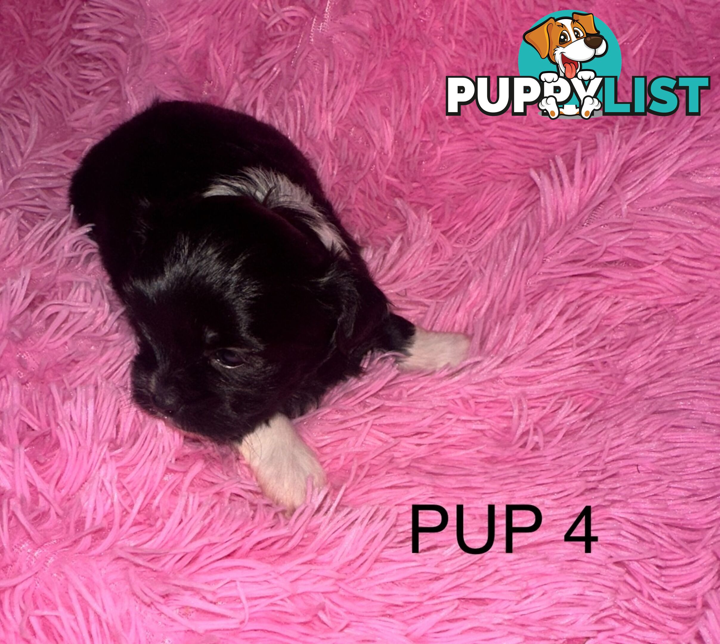 Beautiful Maltese Shihtzu Puppies