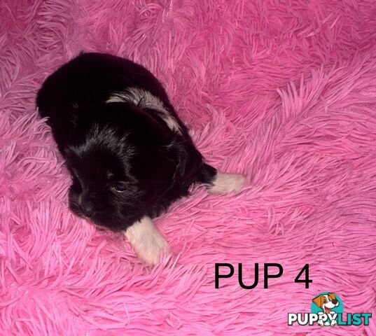 Beautiful Maltese Shihtzu Puppies