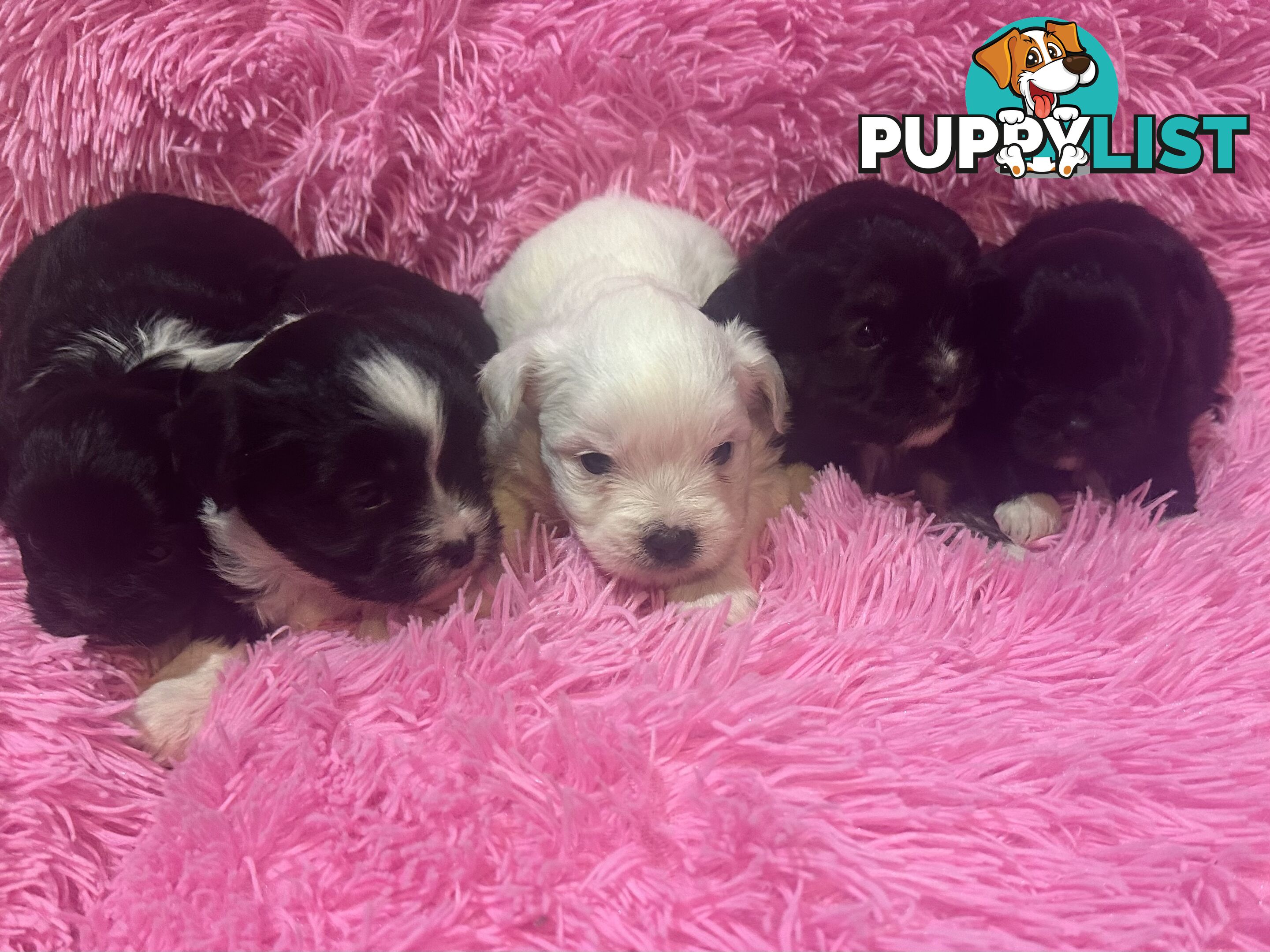 Beautiful Maltese Shihtzu Puppies