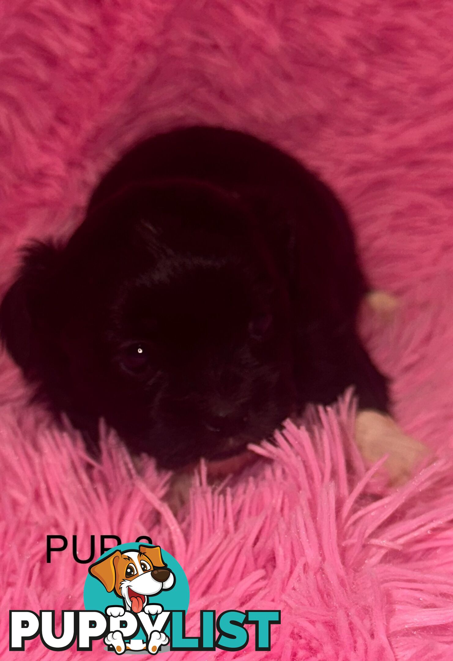 Beautiful Maltese Shihtzu Puppies