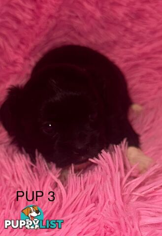 Beautiful Maltese Shihtzu Puppies