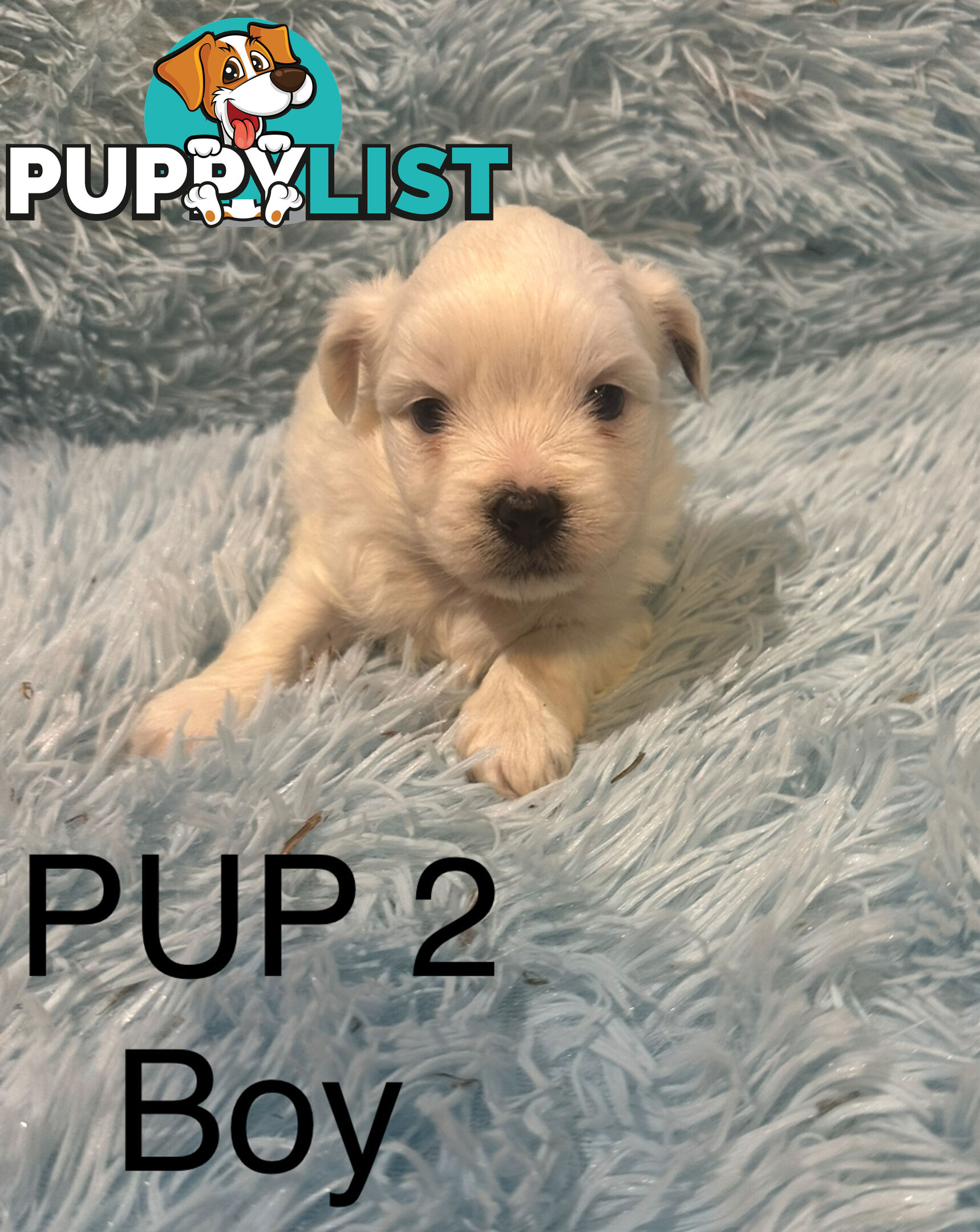 Beautiful Maltese Shihtzu Puppies