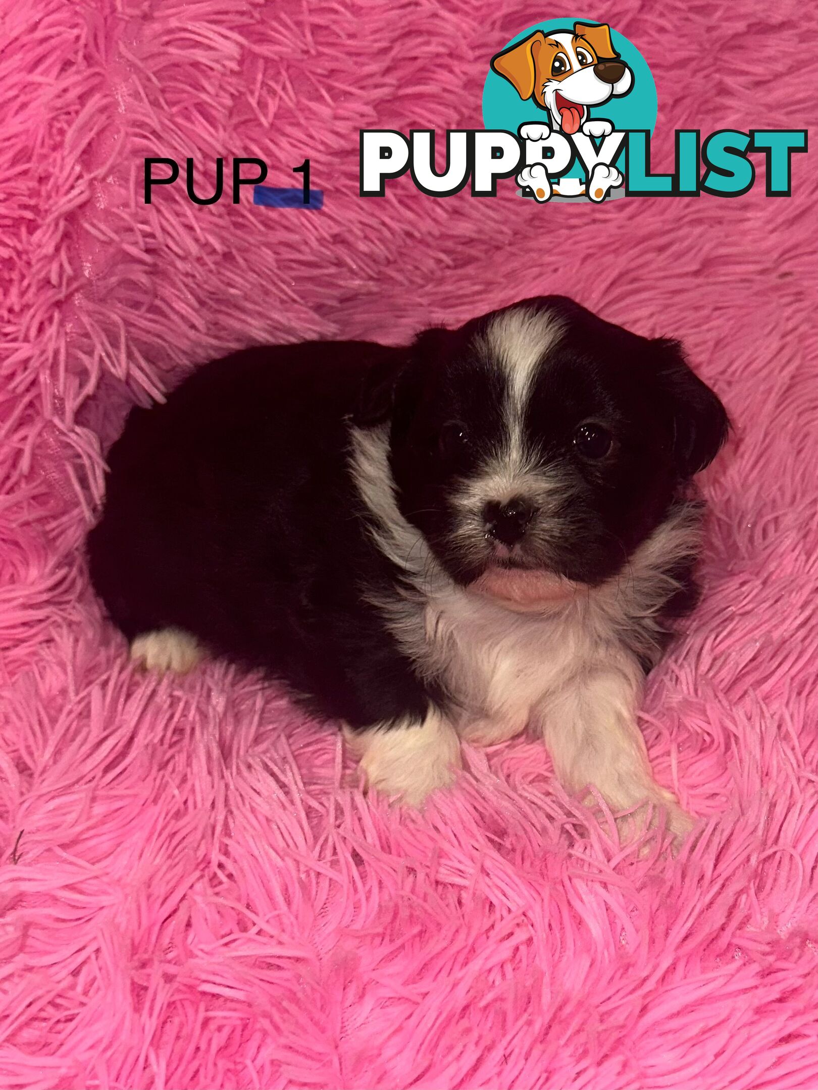 Beautiful Maltese Shihtzu Puppies