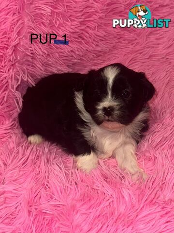 Beautiful Maltese Shihtzu Puppies