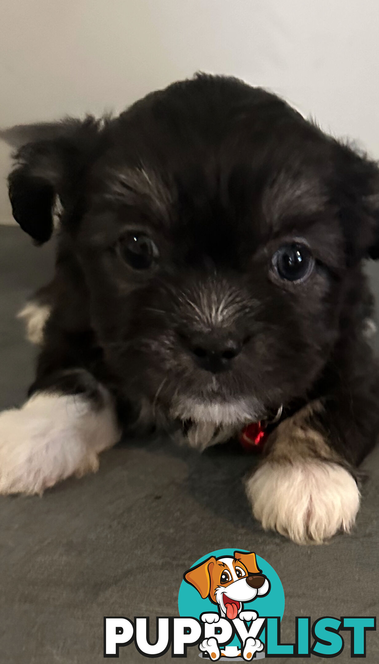 Beautiful Maltese Shihtzu Puppies