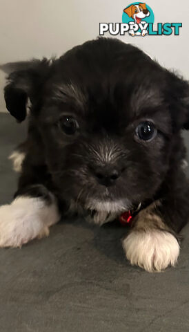 Beautiful Maltese Shihtzu Puppies