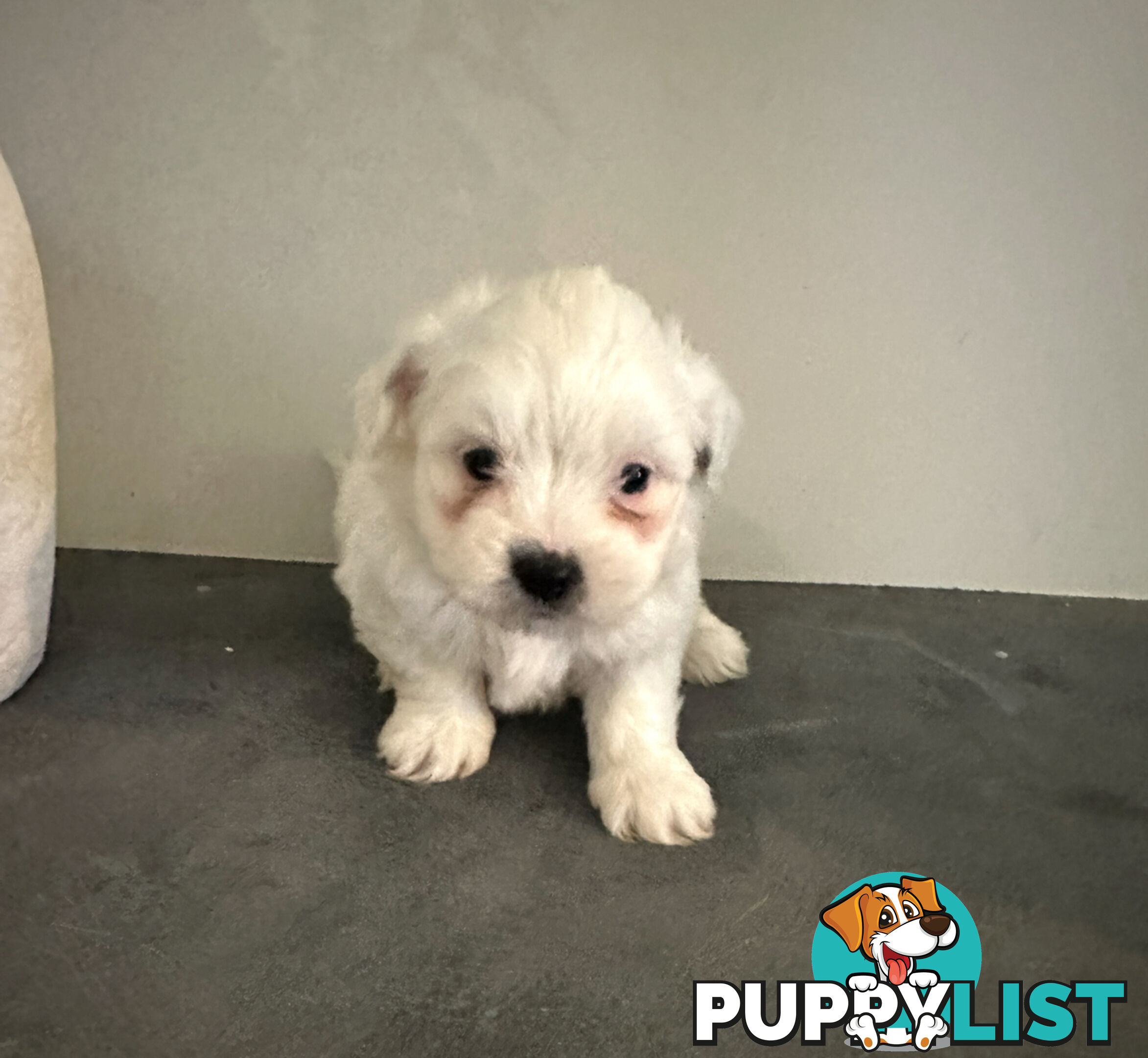 Beautiful Maltese Shihtzu Puppies