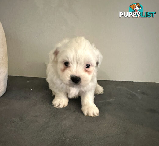 Beautiful Maltese Shihtzu Puppies