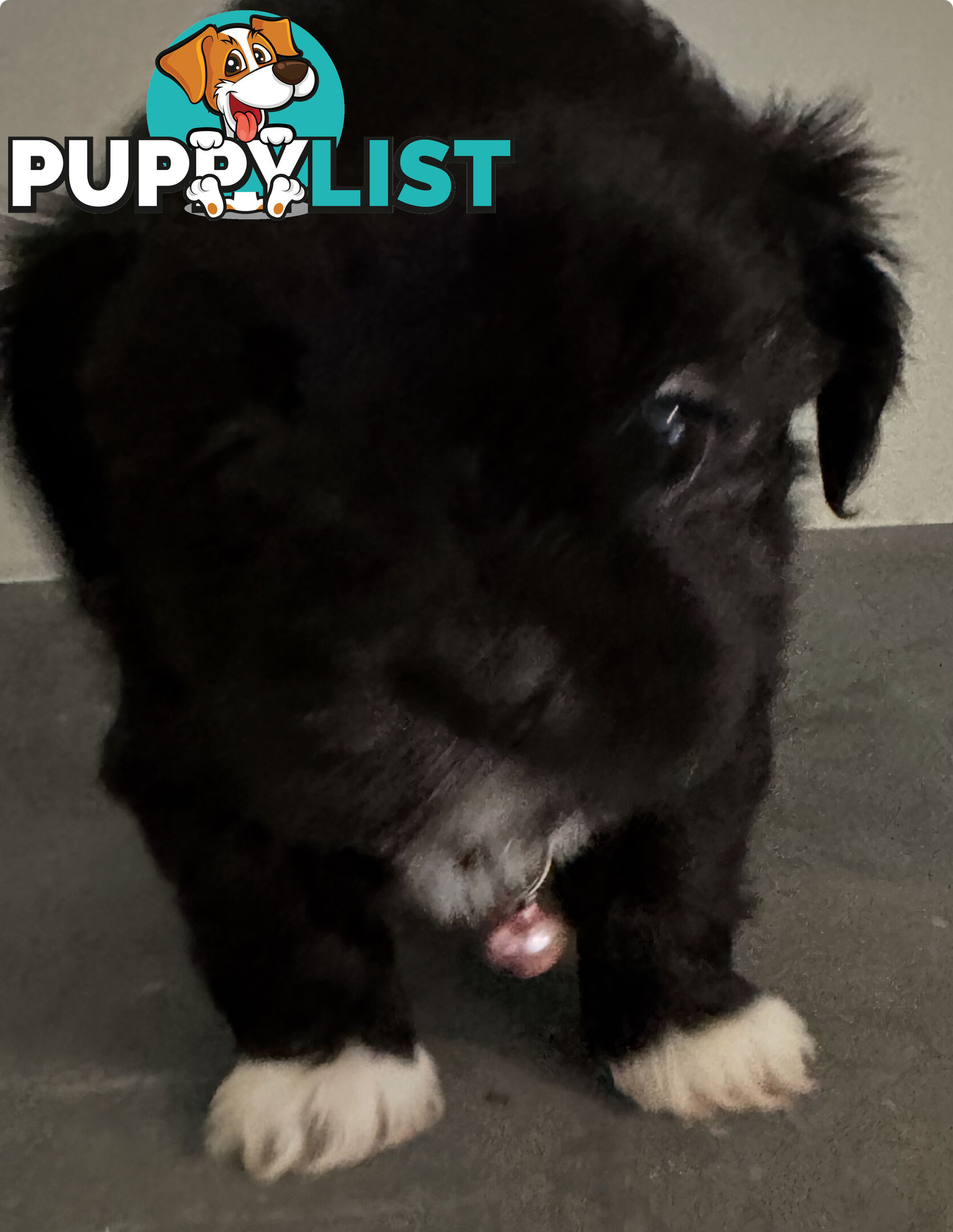 Beautiful Maltese Shihtzu Puppies