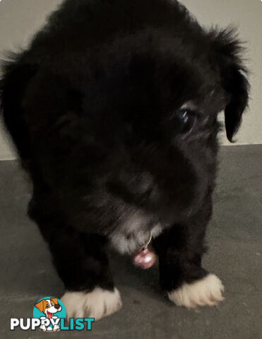 Beautiful Maltese Shihtzu Puppies