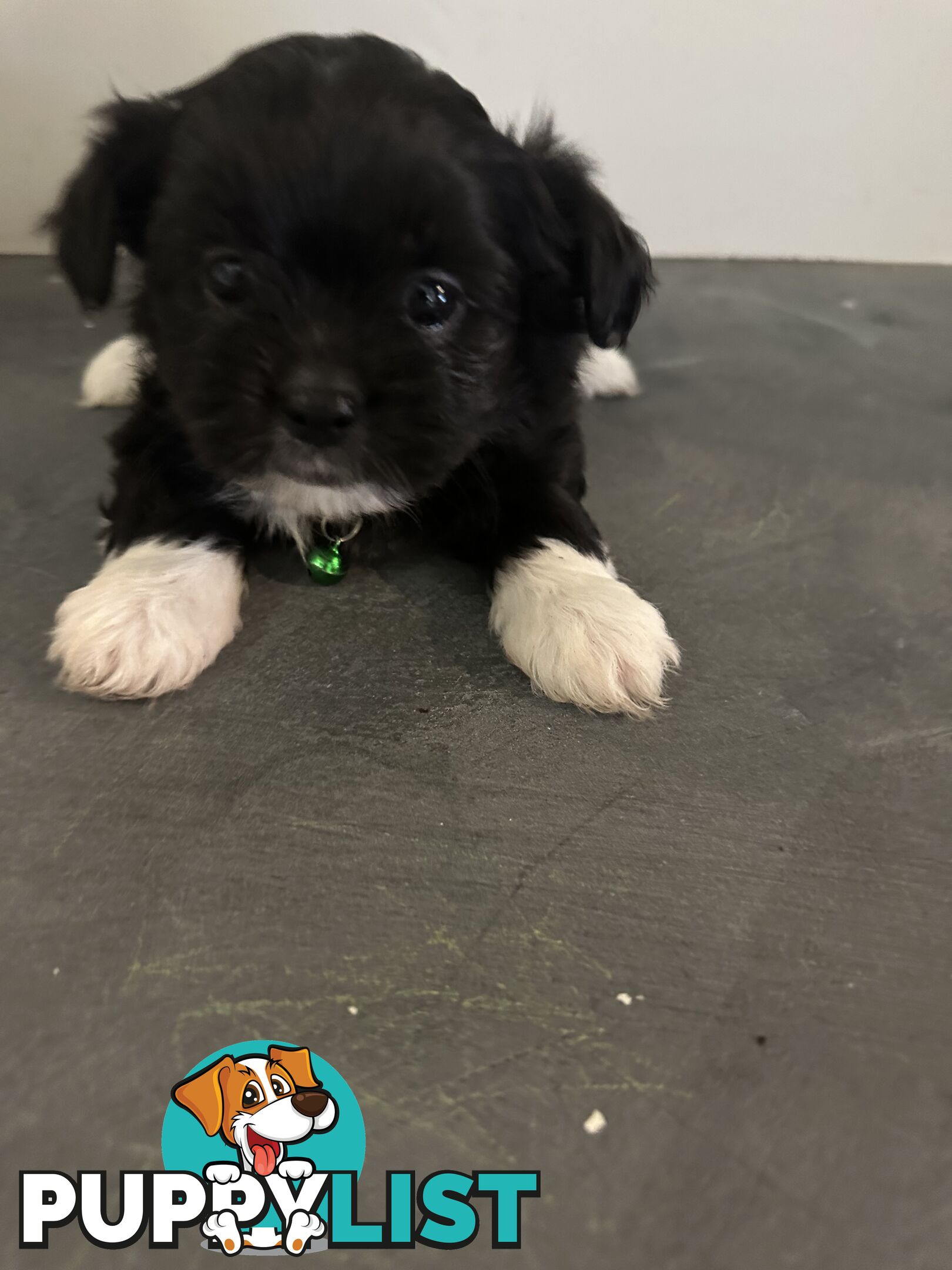 Beautiful Maltese Shihtzu Puppies