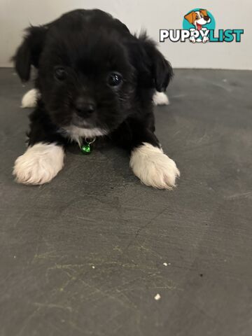 Beautiful Maltese Shihtzu Puppies