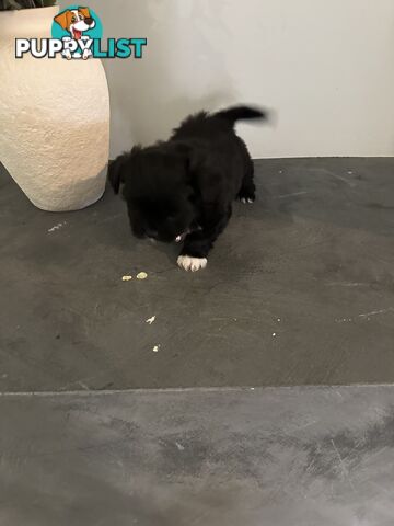 Beautiful Maltese Shihtzu Puppies