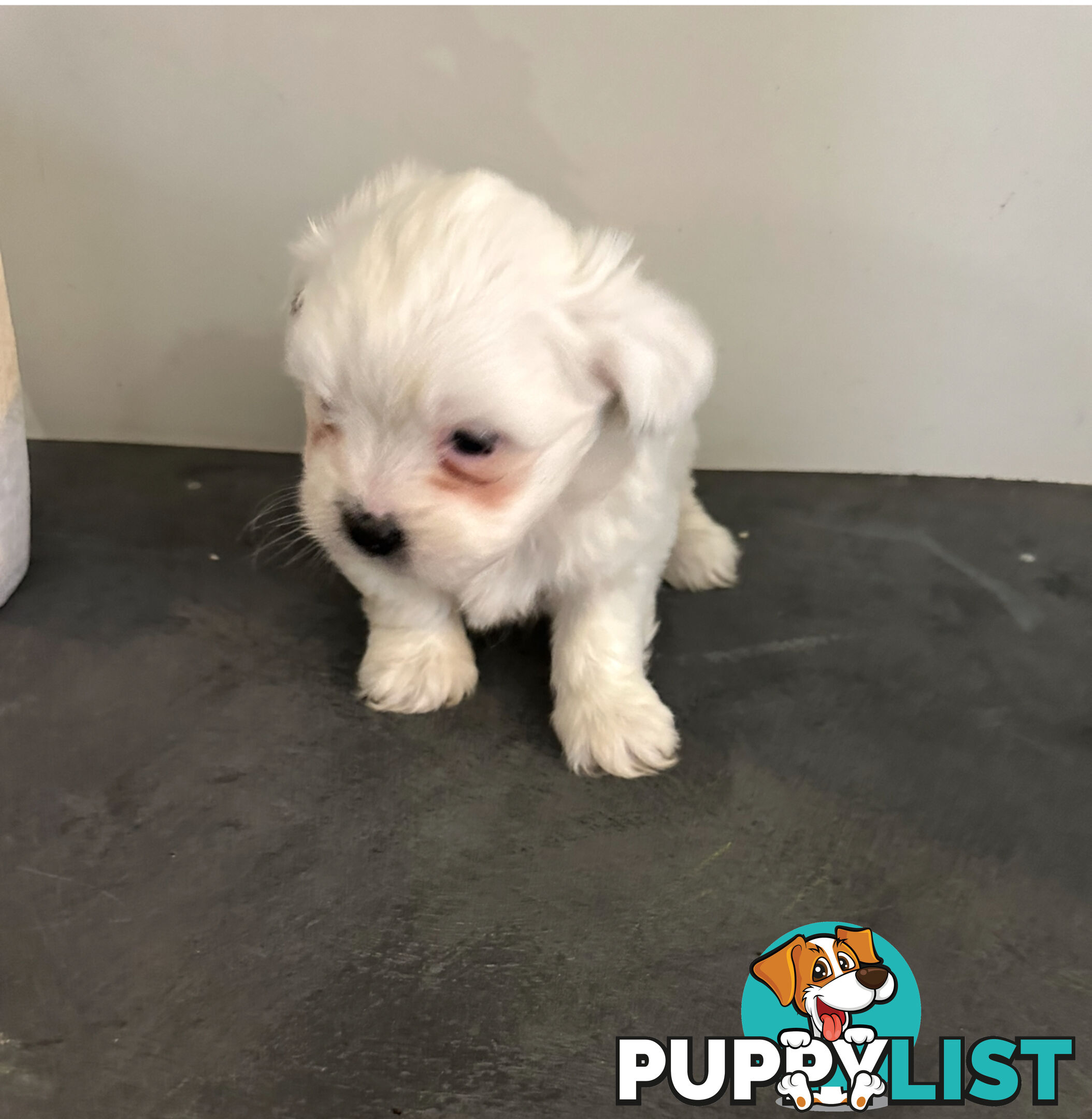 Beautiful Maltese Shihtzu Puppies