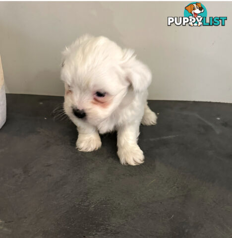 Beautiful Maltese Shihtzu Puppies