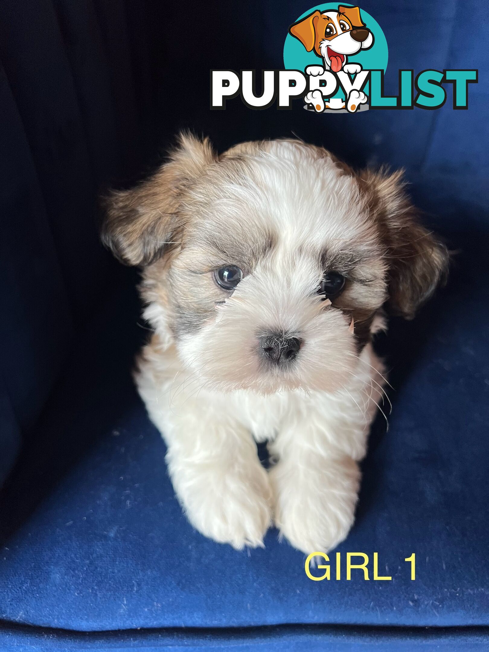 Maltese X Shihtzu puppies