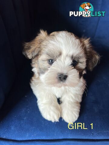 Maltese X Shihtzu puppies