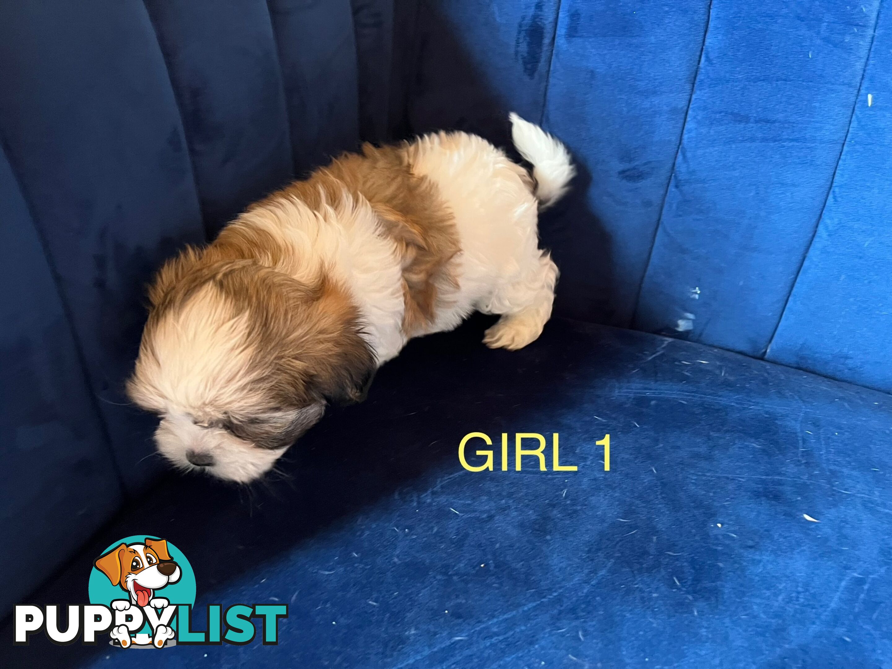 Maltese X Shihtzu puppies