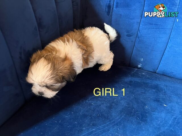 Maltese X Shihtzu puppies