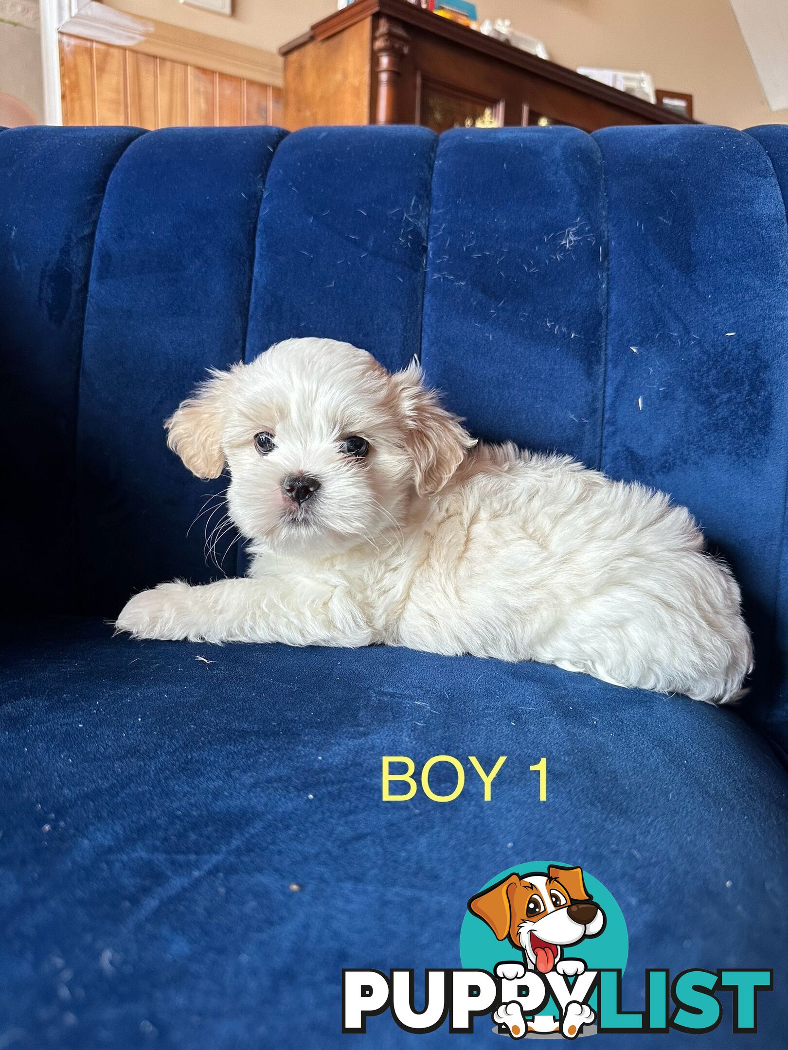 Maltese X Shihtzu puppies