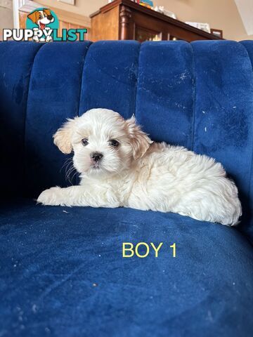 Maltese X Shihtzu puppies