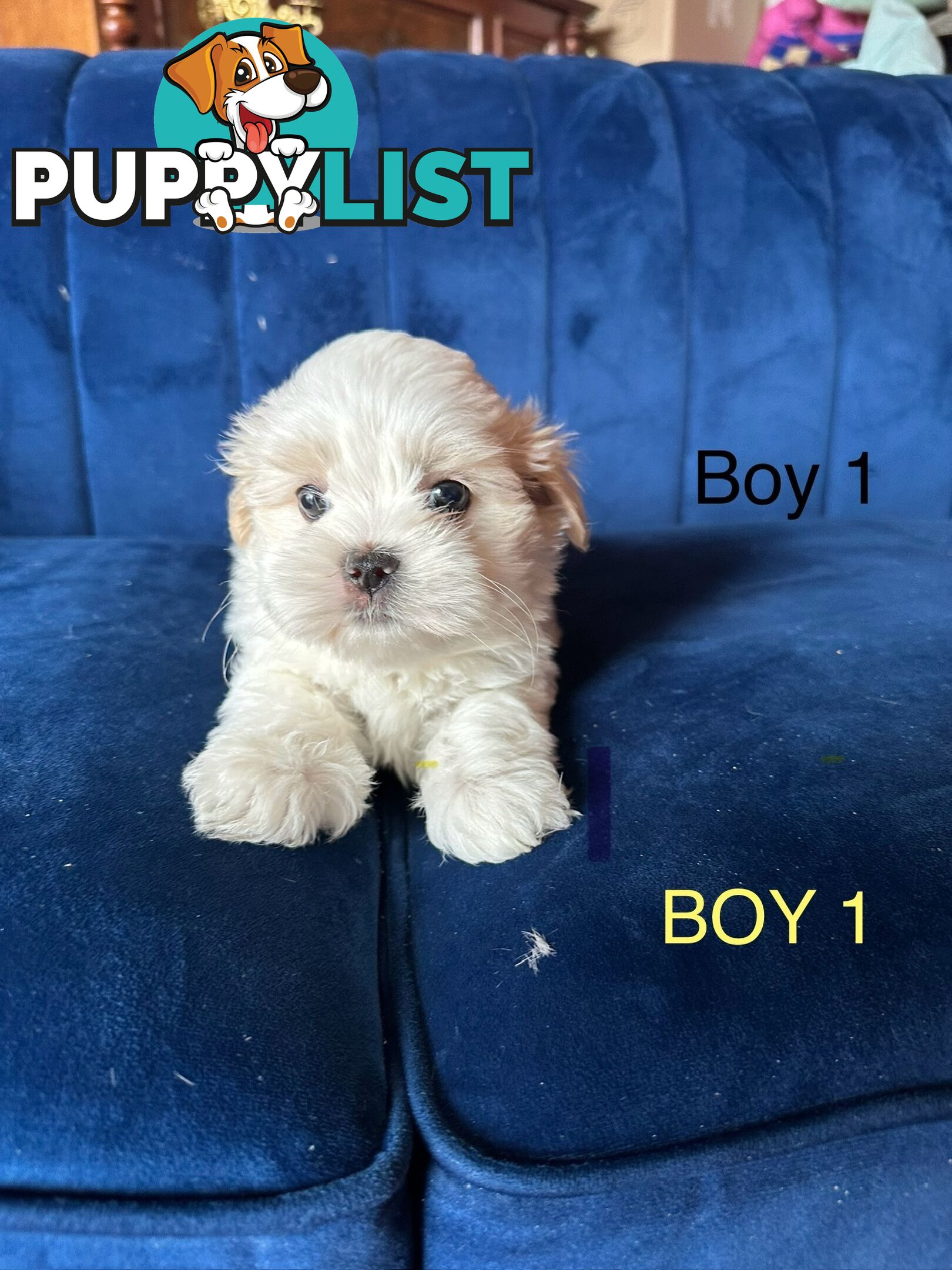 Maltese X Shihtzu puppies