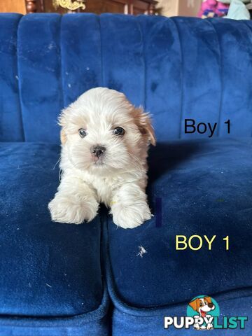 Maltese X Shihtzu puppies