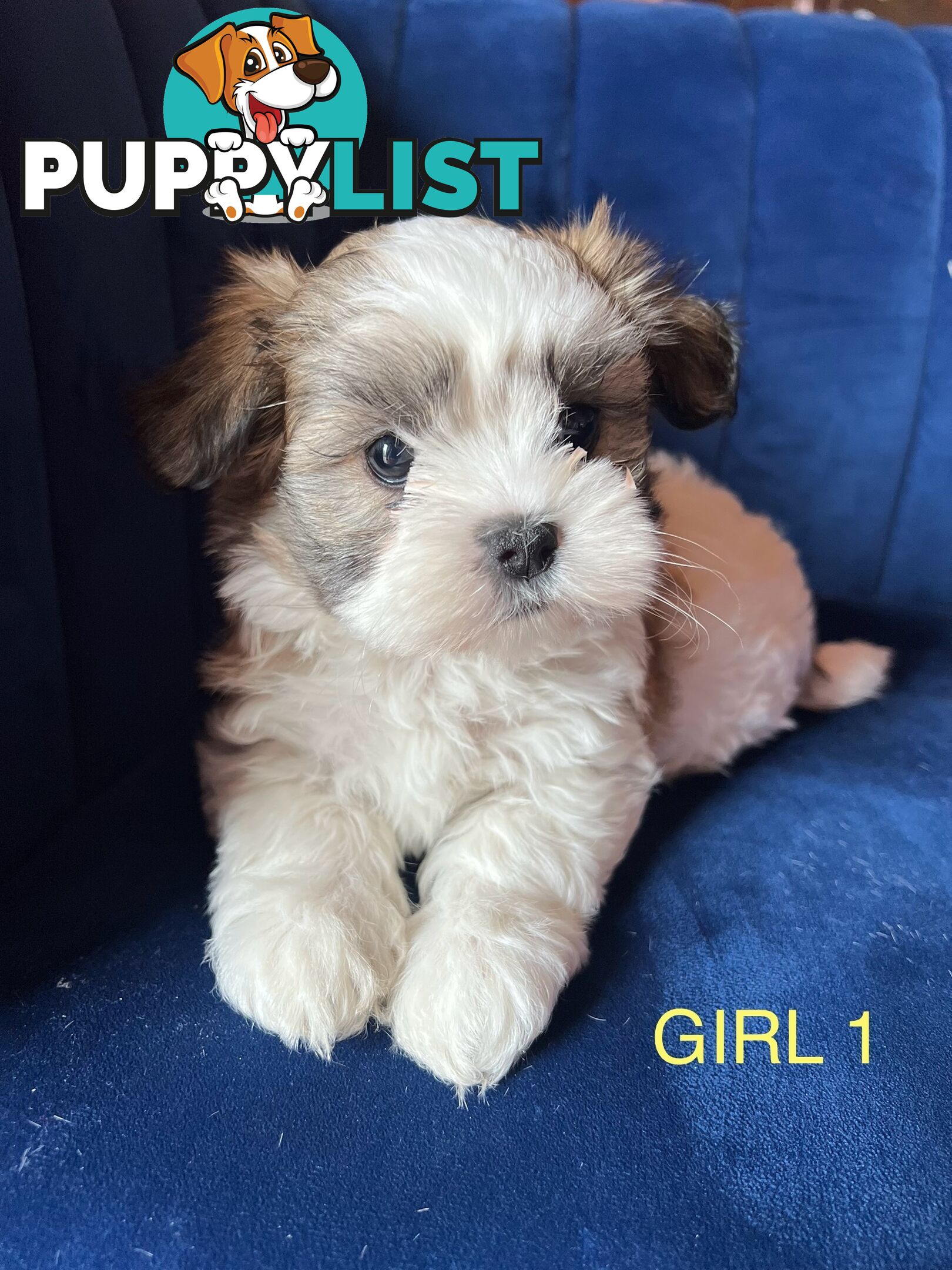 Maltese X Shihtzu puppies