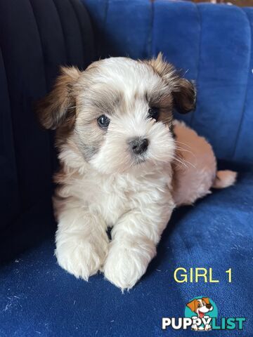 Maltese X Shihtzu puppies