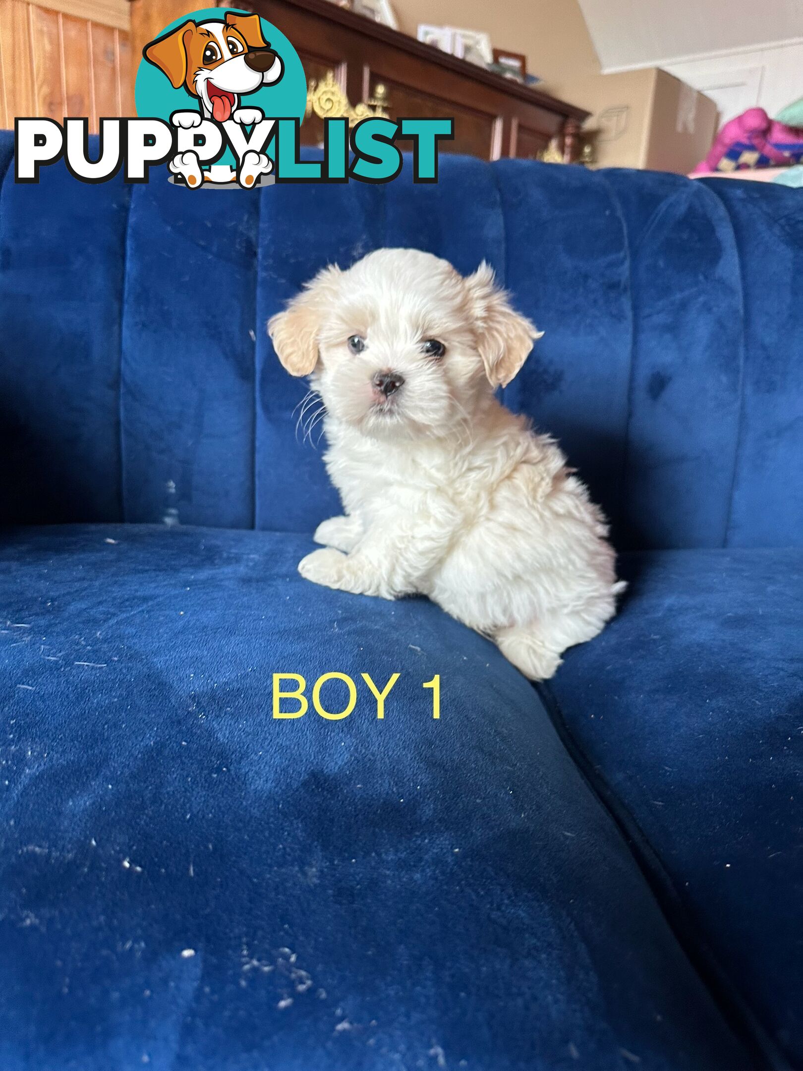 Maltese X Shihtzu puppies