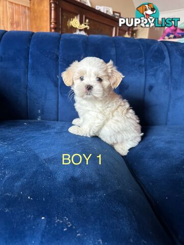 Maltese X Shihtzu puppies