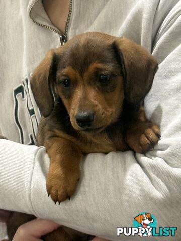 Dachshund x Jack Russell