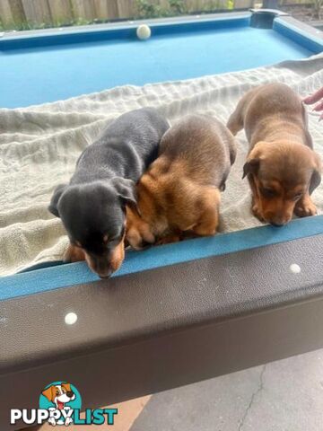 Dachshund x Jack Russell