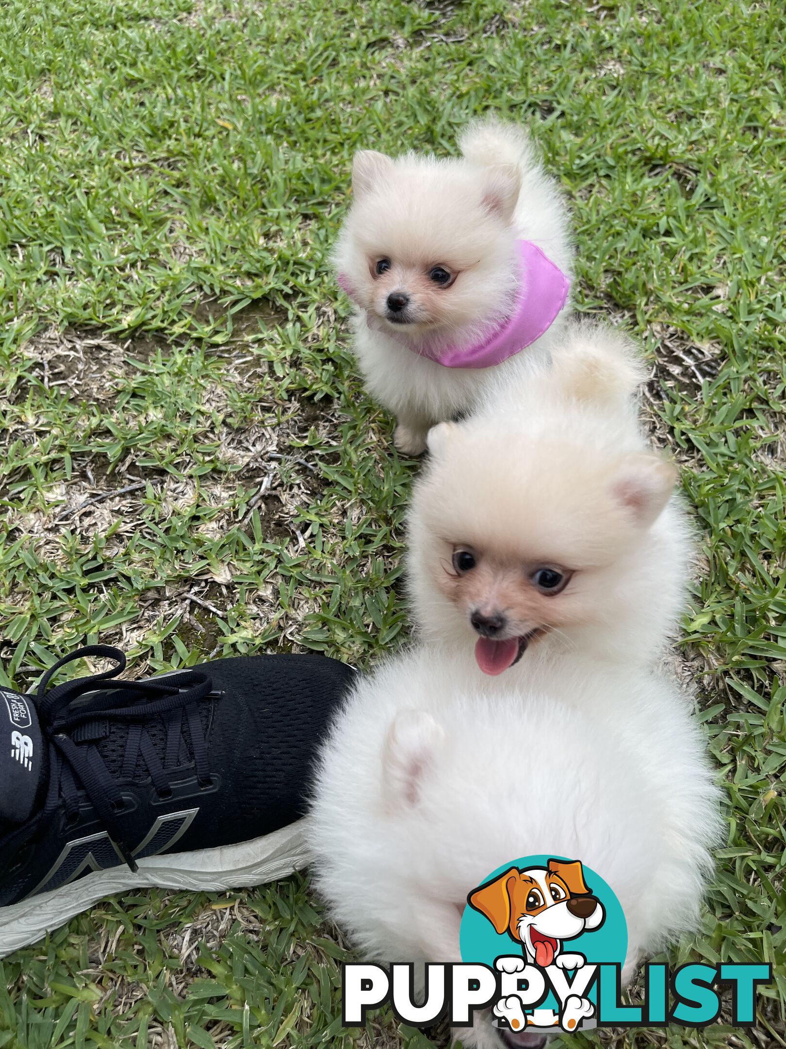 Pedigree Pomeranian Puppies