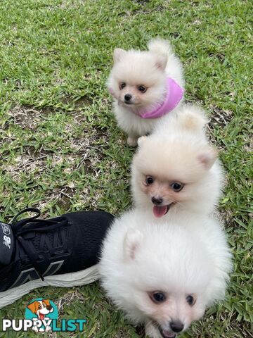 Pedigree Pomeranian Puppies