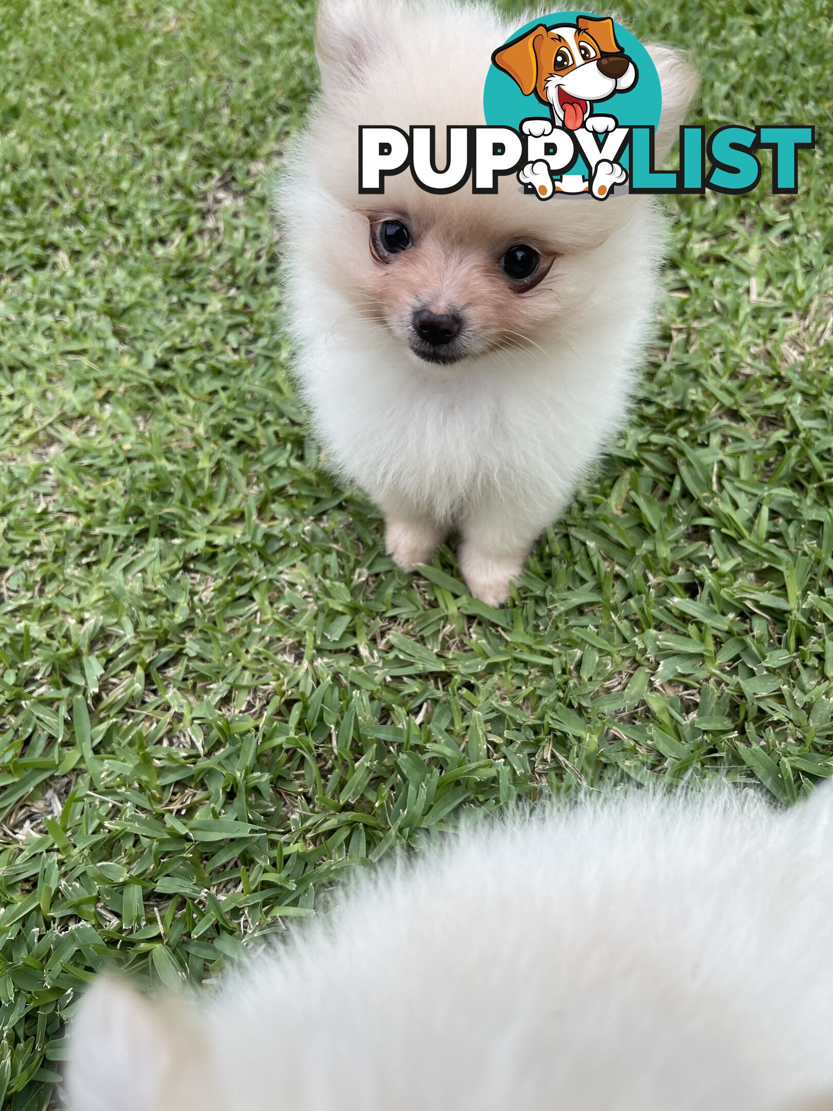 Pedigree Pomeranian Puppies