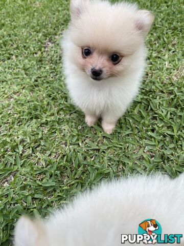 Pedigree Pomeranian Puppies