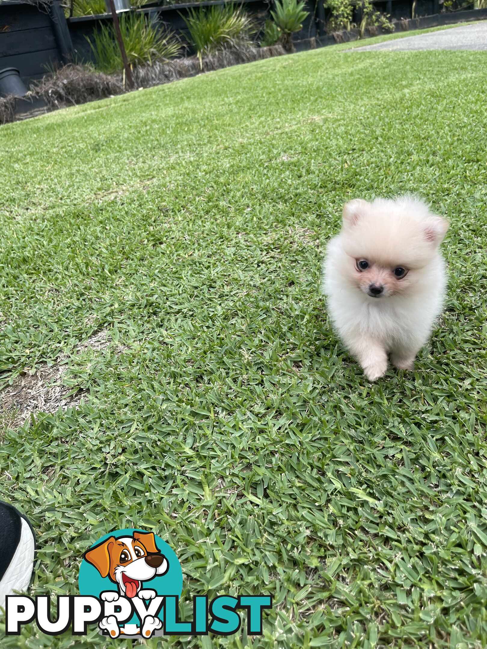 Pedigree Pomeranian Puppies