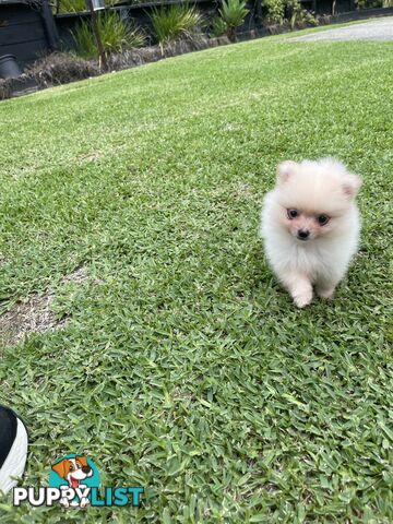 Pedigree Pomeranian Puppies