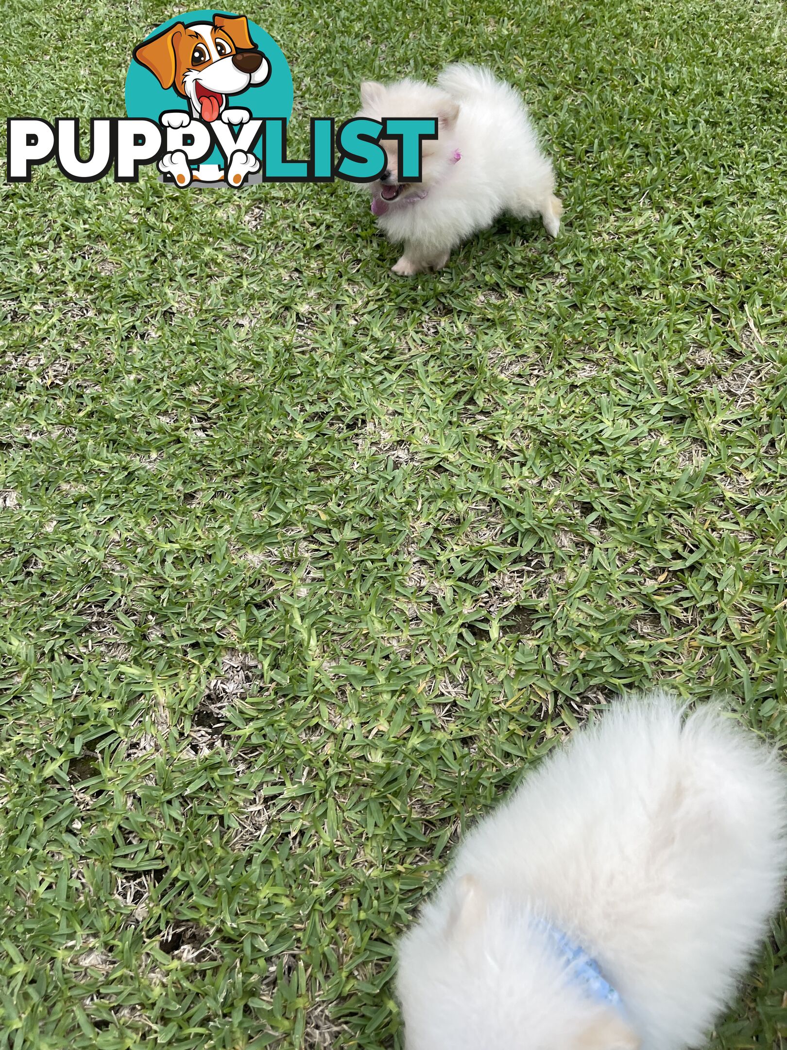 Pedigree Pomeranian Puppies