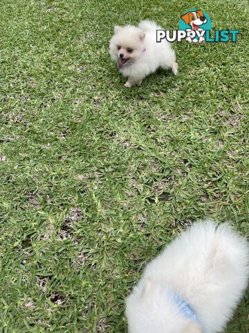 Pedigree Pomeranian Puppies