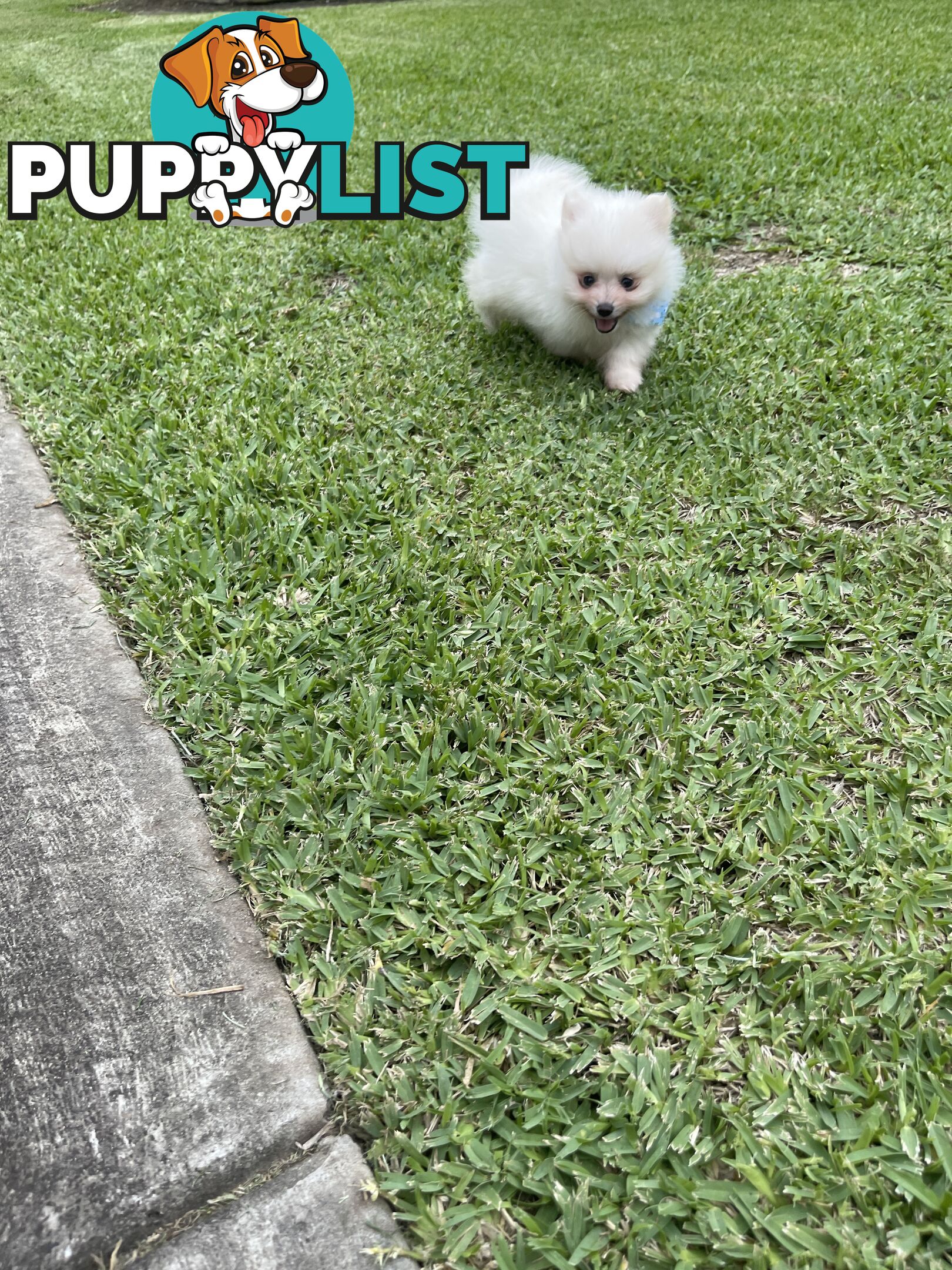 Pedigree Pomeranian Puppies